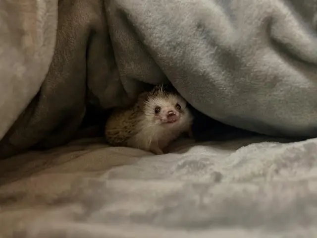 ***
*
ᴍᴏᴅᴇʟ ♡ ɴᴀᴛsᴜ

部屋んぽの途中で ぬくぬく💓🦔

＿ とっても楽しそう☺️でも…もう朝5時なのよ🥱笑

#ハリネズミ#hedgehog 
#erizo#고슴도치
#ぺるぽむファミリー 
#ちくちくライフ
#なつ #natsu