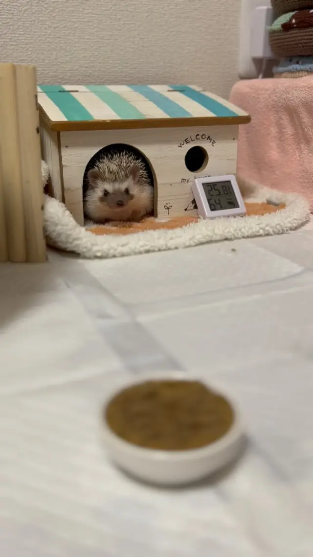 ***
*
ᴍᴏᴅᴇʟ ♡ ᴏᴛᴏ

リールにするつもりはなかったのだけど🫣
おとちゃん元気だよーって動画を載せたかった😉

もう少しで2歳になるので、可愛いお誕生日写真を撮りたいのだけど…
いつもギリギリ、センス無いので、悩んで禿げそうな飼い主です😂笑

もう１つ悩みがあって…
最近また、『おとちゃん』って呼ぶ時に噛んでしまい…
『おっちゃん』って呼んでしまいます😂

おとちゃんには、え？って顔されます…😇

#hedgehog #ハリネズミ 
#고슴도치 #erizo 
#hérisson #animal 
#ぺるぽむファミリー 
#ちくちくライフ 
#oto #おとちゃん