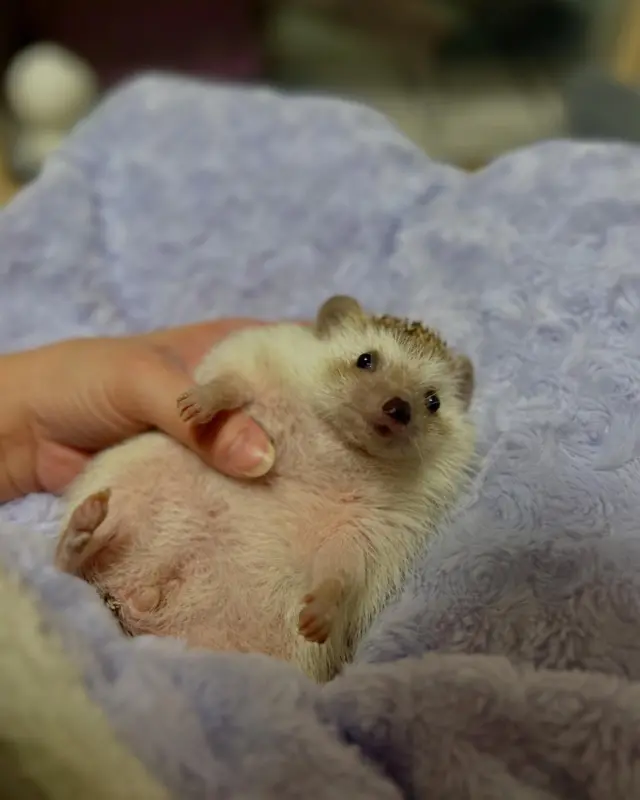***
*
ᴍᴏᴅᴇʟ ♡ ᴘᴇʀʟᴇ . ᴏᴛᴏ

マッサージかな？と思ってた ペるる🦔
だんだんと表情が変わっていきます…
爪切りイヤー🫠

そして、それを見て…
もしかして私も？とドキドキする おとちゃん😂

今日も我が家は賑やかです💓🦔笑

#ハリネズミ#hedgehog 
#erizo#고슴도치
#ぺるぽむファミリー 
#ちくちくライフ 
#ペるる #perle 
#おと #oto