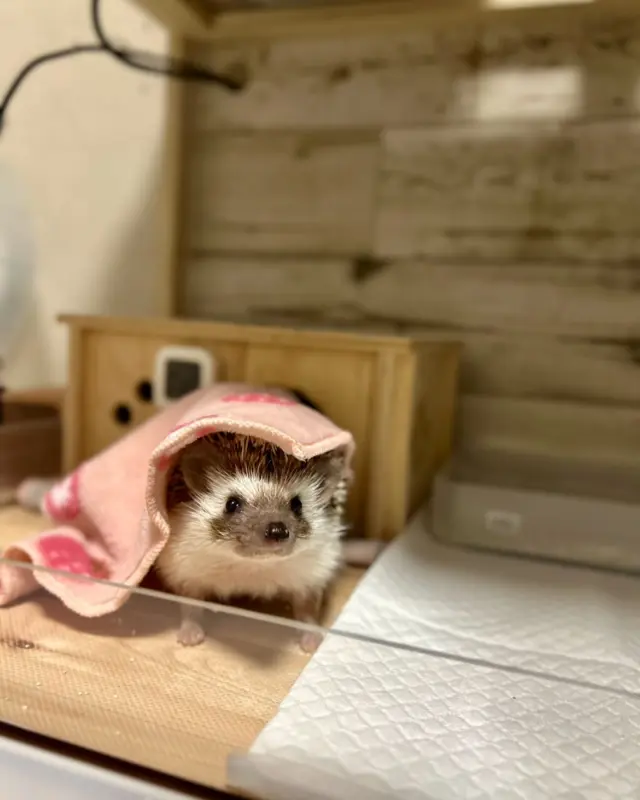 ***
*
ᴍᴏᴅᴇʟ ♡ ᴏᴛᴏ

この間オマケで載せた おとちゃん🫶
可愛いって言ってもらえたから、何枚か載せちゃう💓🦔

私も爪切りされるのかしら…とタオルで隠れてる風

勿論、この後…
爪切りしたよ😂🫶

#ハリネズミ#hedgehog 
#erizo#고슴도치
#ぺるぽむファミリー 
#ちくちくライフ 
#oto #おとちゃん
